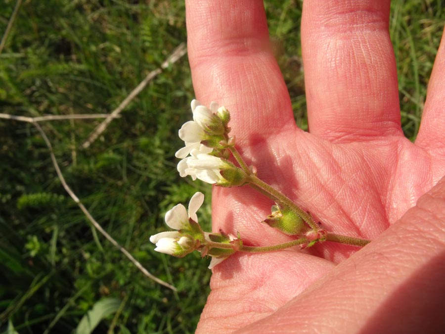 Saxifraga dal Gargano - Saxifraga bulbifera